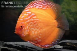 Diskusfisch ASIA-NZ, Symphysodon discus Pigeon Blood