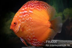 Diskusfisch ASIA-NZ, Symphysodon discus Pigeon Blood