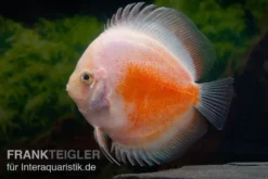 Diskusfisch ASIA-NZ, Symphysodon discus Red White, 2 Zoll, 5-6 cm