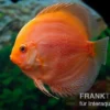 Diskusfisch ASIA-NZ, Symphysodon discus Red Panda, 2 Zoll, 5-6 cm