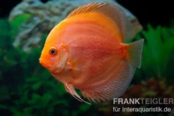 Diskusfisch ASIA-NZ, Symphysodon discus Red Panda, 2 Zoll, 5-6 cm