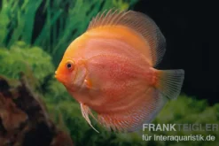 Diskusfisch ASIA-NZ, Symphysodon discus Red Panda, 2 Zoll, 5-6 cm