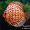 Diskusfisch ASIA-NZ, Symphysodon discus Red Eagle turquoise, 2 Zoll, 5-6 cm