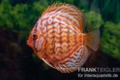 Diskusfisch ASIA-NZ, Symphysodon discus Red Eagle turquoise, 2 Zoll, 5-6 cm