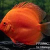 Diskusfisch ASIA-NZ, Symphysodon discus Super Red, 2 Zoll, 5-6 cm