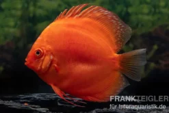 Diskusfisch ASIA-NZ, Symphysodon discus Super Red, 2 Zoll, 5-6 cm