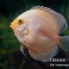 Diskusfisch ASIA-NZ, Symphysodon discus White gray, 2 Zoll, 5-6 cm