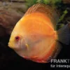 Diskusfisch ASIA-NZ, Symphysodon discus Pigeon Pearl, 2 Zoll, 5-6 cm