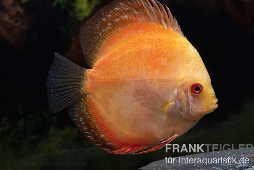 Diskusfisch ASIA-NZ, Symphysodon discus Pigeon Pearl, 2 Zoll, 5-6 cm