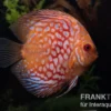 Diskusfisch ASIA-NZ, Symphysodon discus Red royal pigeon (Classic striped pigeon), 2 Zoll, 5-6 cm