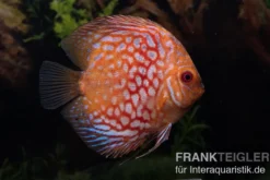 Diskusfisch ASIA-NZ, Symphysodon discus Red royal pigeon (Classic striped pigeon), 2 Zoll, 5-6 cm