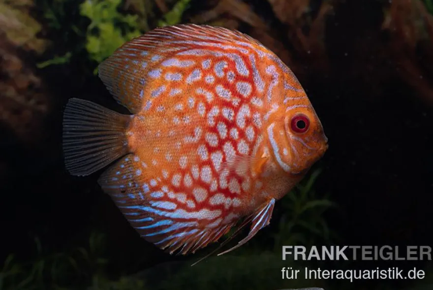 Diskusfisch ASIA-NZ, Symphysodon discus Red royal pigeon (Classic striped pigeon), 2 Zoll, 5-6 cm