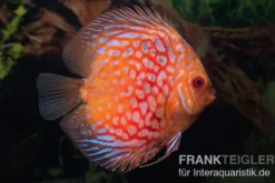 Diskusfisch ASIA-NZ, Symphysodon discus Red royal pigeon (Classic striped pigeon), 2 Zoll, 5-6 cm