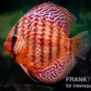 Diskusfisch ASIA-NZ, Symphysodon discus Red turquoise (Red royal), 2 Zoll, 5-6 cm