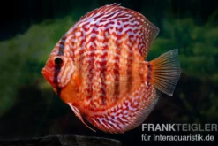 Diskusfisch ASIA-NZ, Symphysodon discus Red turquoise (Red royal), 2 Zoll, 5-6 cm