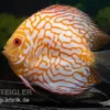 Diskusfisch ASIA-NZ, Symphysodon discus Checkerboard, 2 Zoll, 5-6 cm