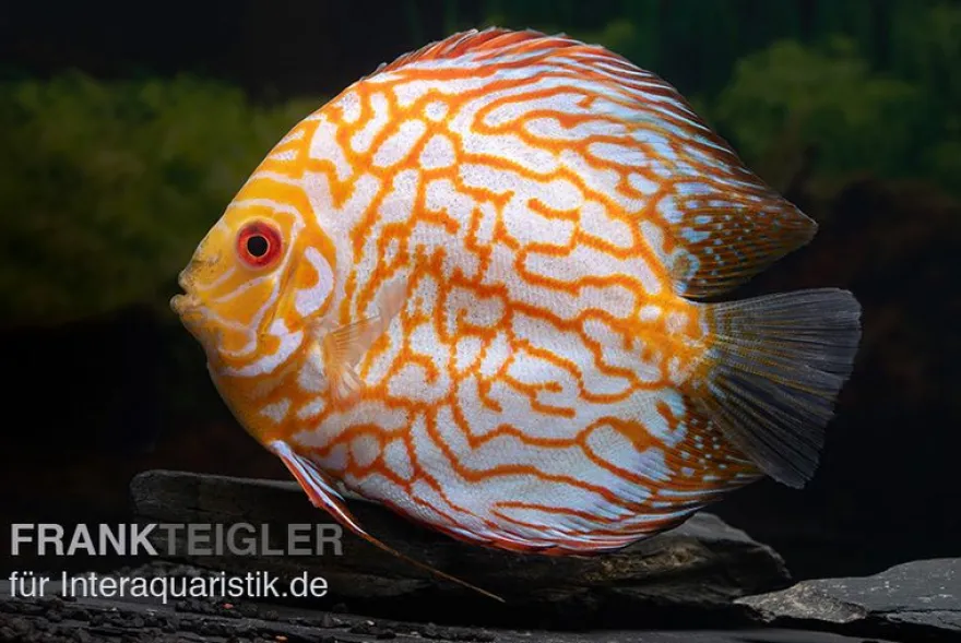 Diskusfisch ASIA-NZ, Symphysodon discus Checkerboard, 2 Zoll, 5-6 cm