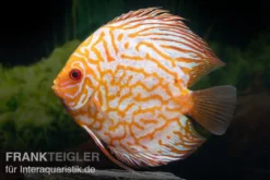 Diskusfisch ASIA-NZ, Symphysodon discus Checkerboard, 2 Zoll, 5-6 cm