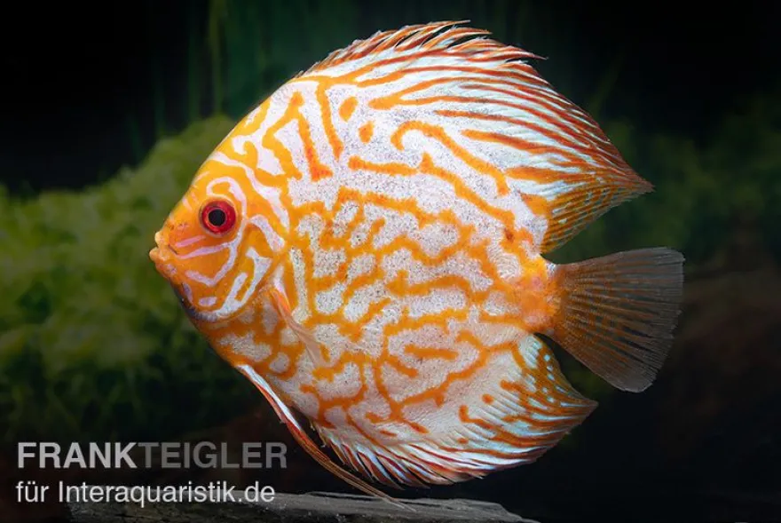 Diskusfisch ASIA-NZ, Symphysodon discus Checkerboard, 2 Zoll, 5-6 cm
