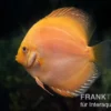 Diskusfisch ASIA-NZ, Symphysodon discus Yellow & white daimond