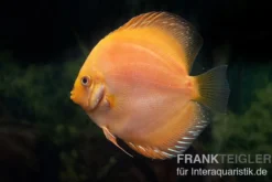 Diskusfisch ASIA-NZ, Symphysodon discus Yellow & white daimond