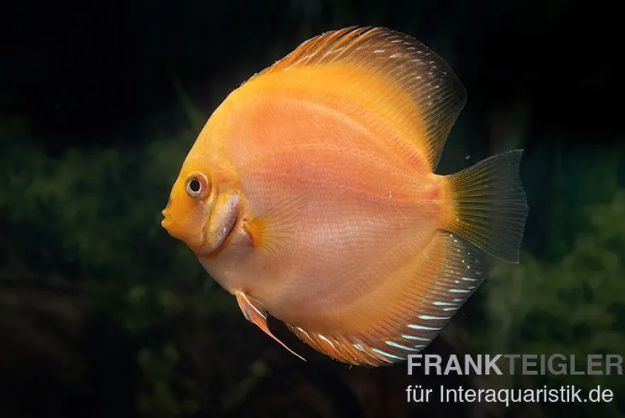 Diskusfisch ASIA-NZ, Symphysodon discus Yellow & white daimond