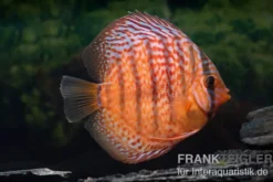 Diskusfisch ASIA-NZ, Symphysodon discus Super red turquoise