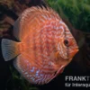 Diskusfisch ASIA-NZ, Symphysodon discus Blue Scorpion