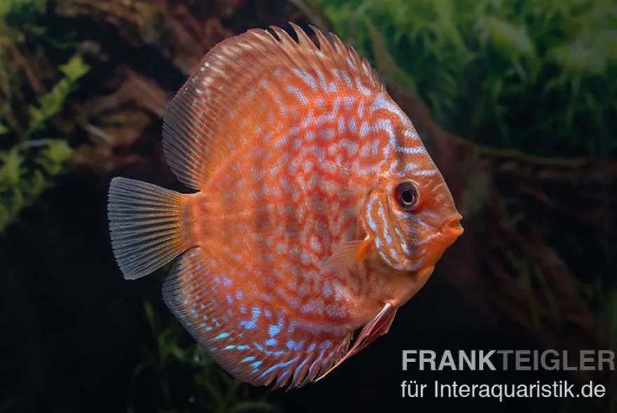 Diskusfisch ASIA-NZ, Symphysodon discus Blue Scorpion