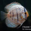 Diskusfisch ASIA-NZ, Symphysodon discus Blue turquoise (Blue German), 2 Zoll, 5-6 cm