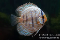 Diskusfisch ASIA-NZ, Symphysodon discus Blue turquoise (Blue German), 2 Zoll, 5-6 cm