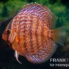 Diskusfisch ASIA-NZ, Symphysodon discus Snake skin
