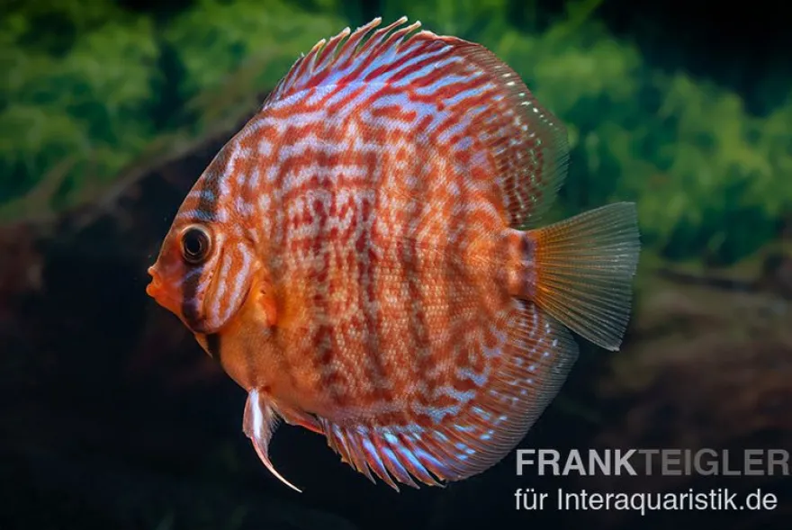 Diskusfisch ASIA-NZ, Symphysodon discus Snake skin