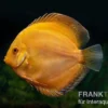 Diskusfisch ASIA-NZ, Symphysodon discus Gold pigeon (Yellow pigeon), 2 Zoll, 5-6 cm