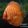 Diskusfisch ASIA-NZ, Symphysodon discus Super Red brown