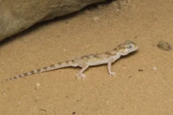 Dünnfingergecko „Assuan“, Stenodactylus sthenodactylus