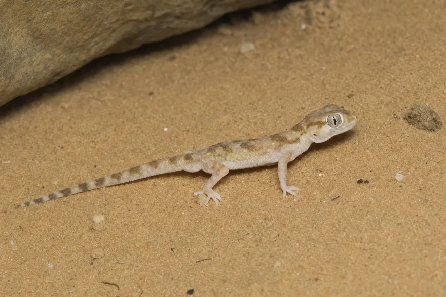 Dünnfingergecko „Assuan“, Stenodactylus sthenodactylus