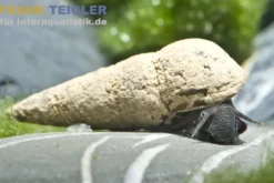 Donnerkeilschnecke, Tylomelania perfecta