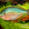 Dorityi-Regenbogenfisch, Glossolepis dorityi, 5-7 cm