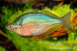 Dorityi-Regenbogenfisch, Glossolepis dorityi, 5-7 cm