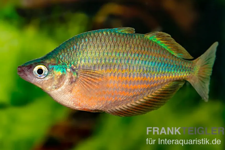 Dorityi-Regenbogenfisch, Glossolepis dorityi, 5-7 cm