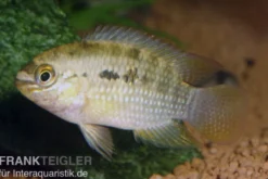 Dorsigerusbuntbarsch, Aequidens dorsigerus