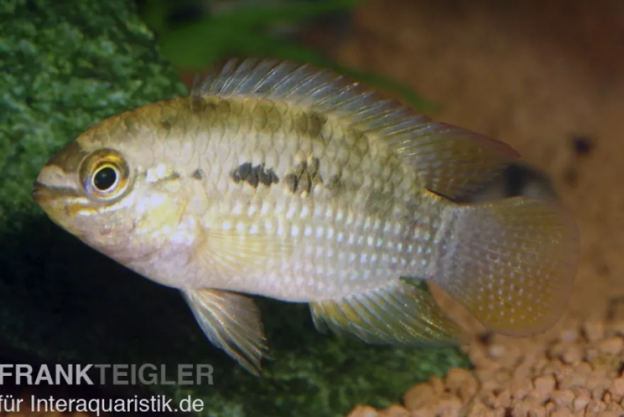 Dorsigerusbuntbarsch, Aequidens dorsigerus