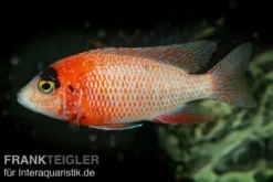 Drachenblut-Kaiserbuntbarsch, Aulonocara spec. Dragon Blood