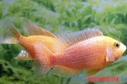 Drachenblut-Kaiserbuntbarsch, Aulonocara spec. Dragon Blood