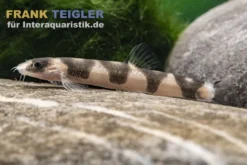 Drachen-Zwergschmerle, schwarz-weiße Zwergschmerle, Schistura pridii