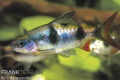 Dreibandbarbe, Dawkinsia arulius