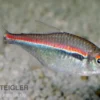 Dreibandsalmler, Hyphessobrycon heterorhabdus