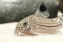Dreibinden-Panzerwels, Corydoras trilineatus