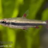 Dreibindenziersalmler, Nannostomus trifasciatus